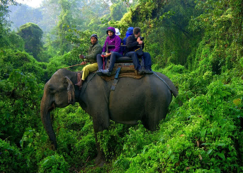 Jungle Safari