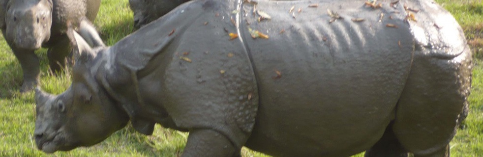 Royal Bardia National Park