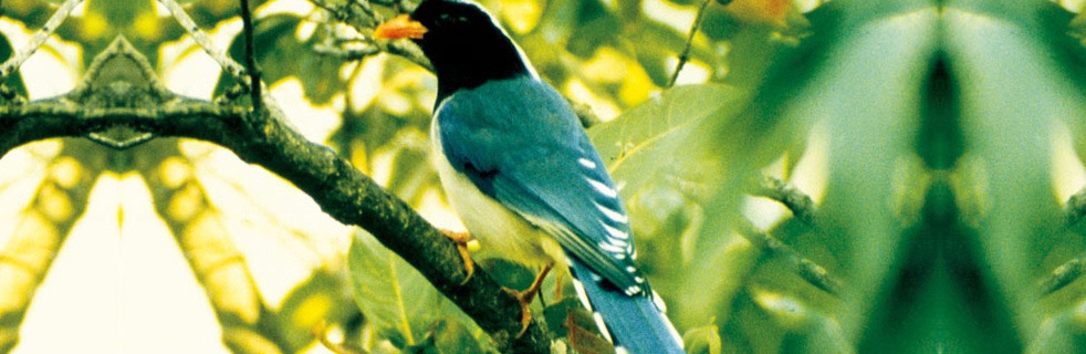 Koshi Tappu Wildlife Reserve